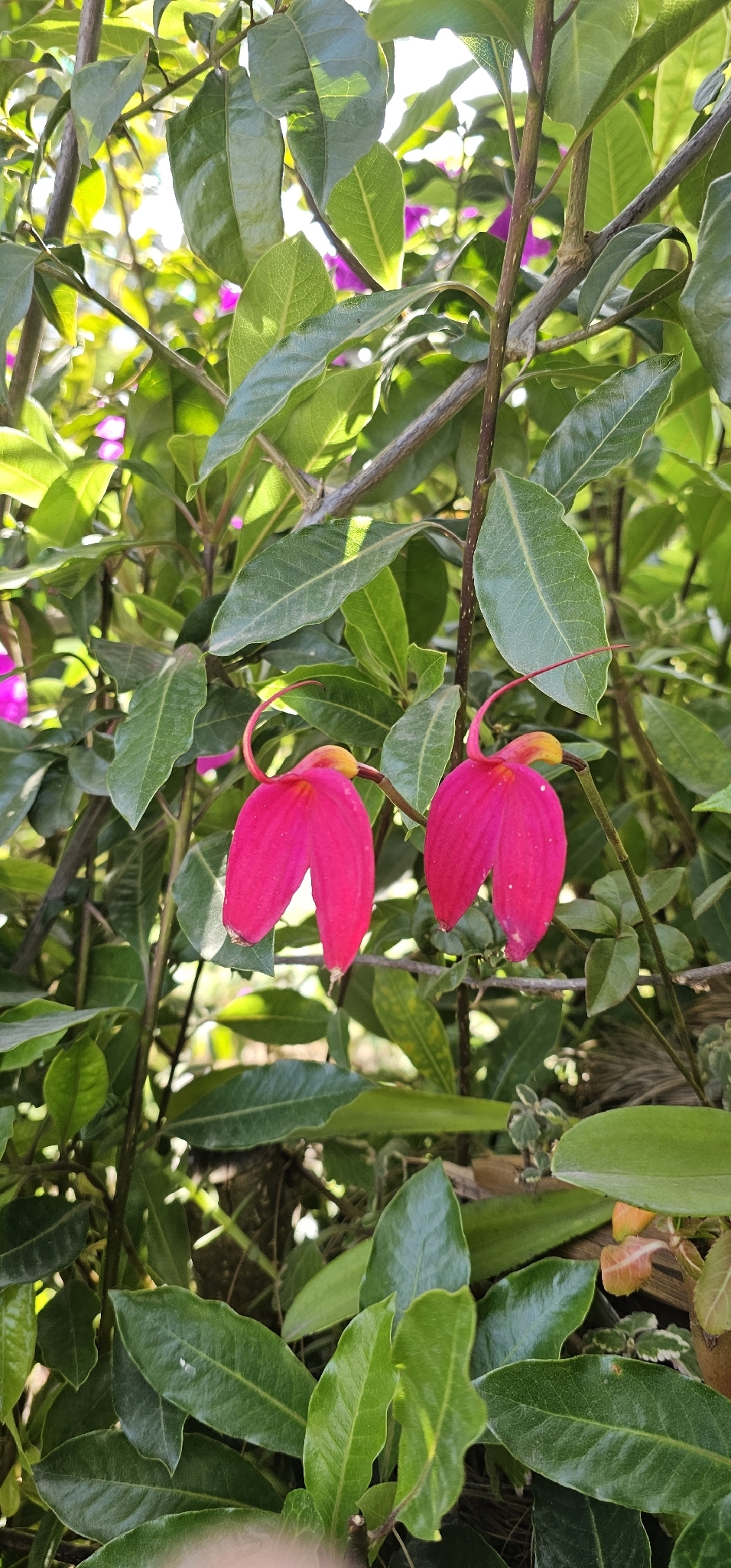 Masdevallia coccinea