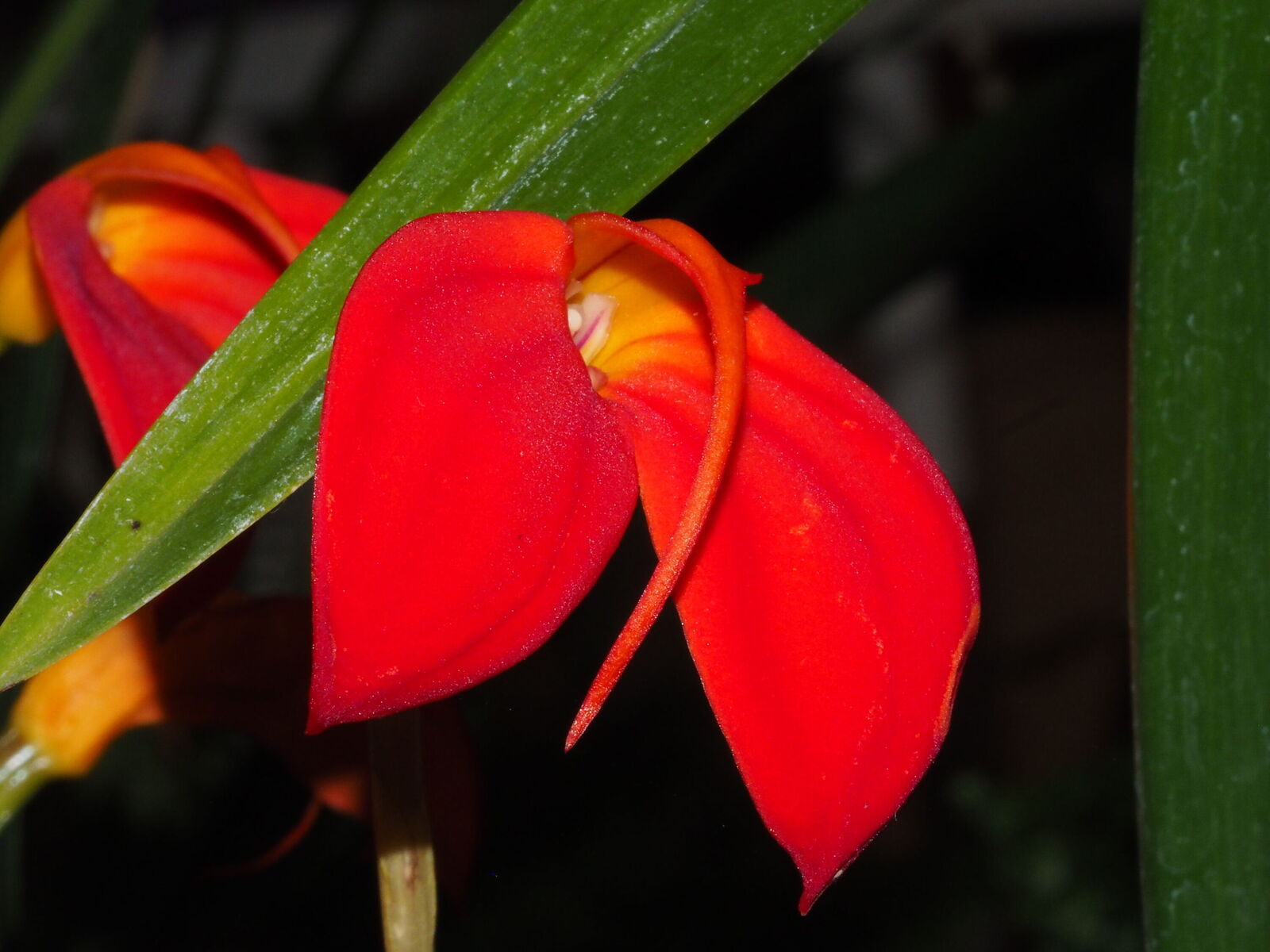 Masdevallia ignea
