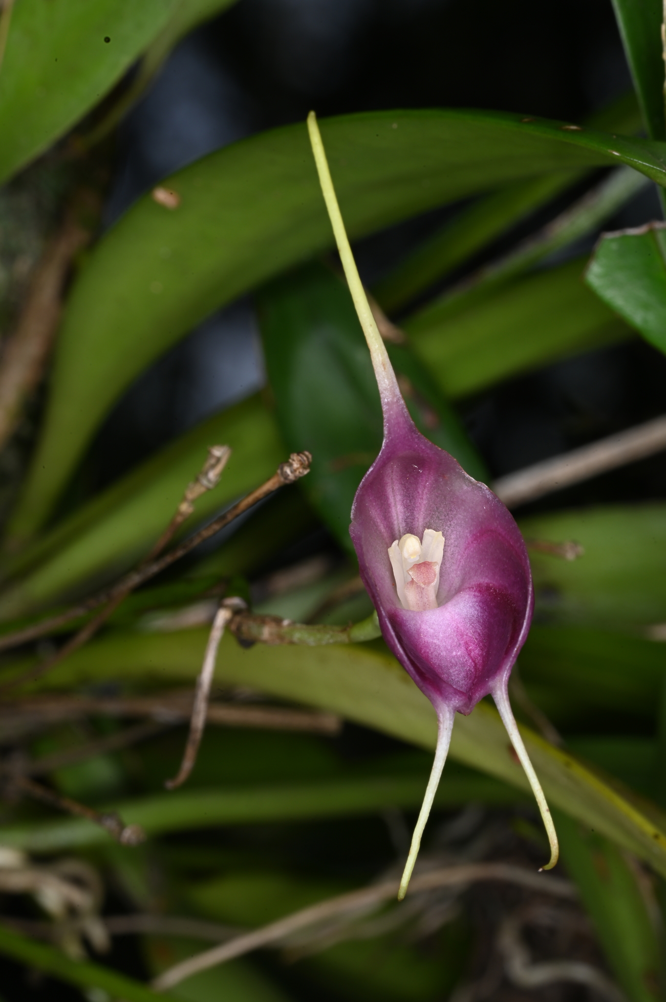 Masdevallia infracta