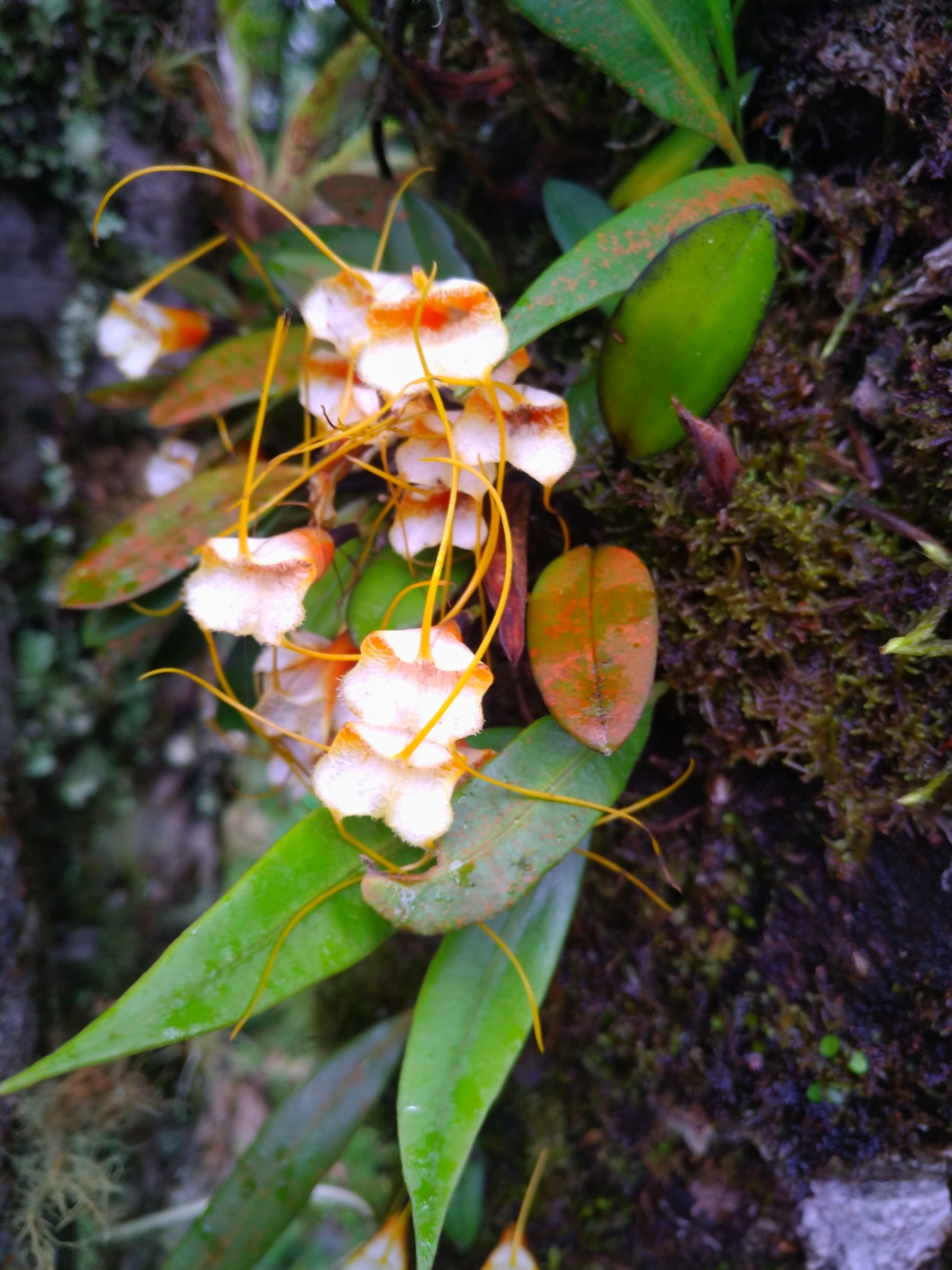 Masdevallia strobelii