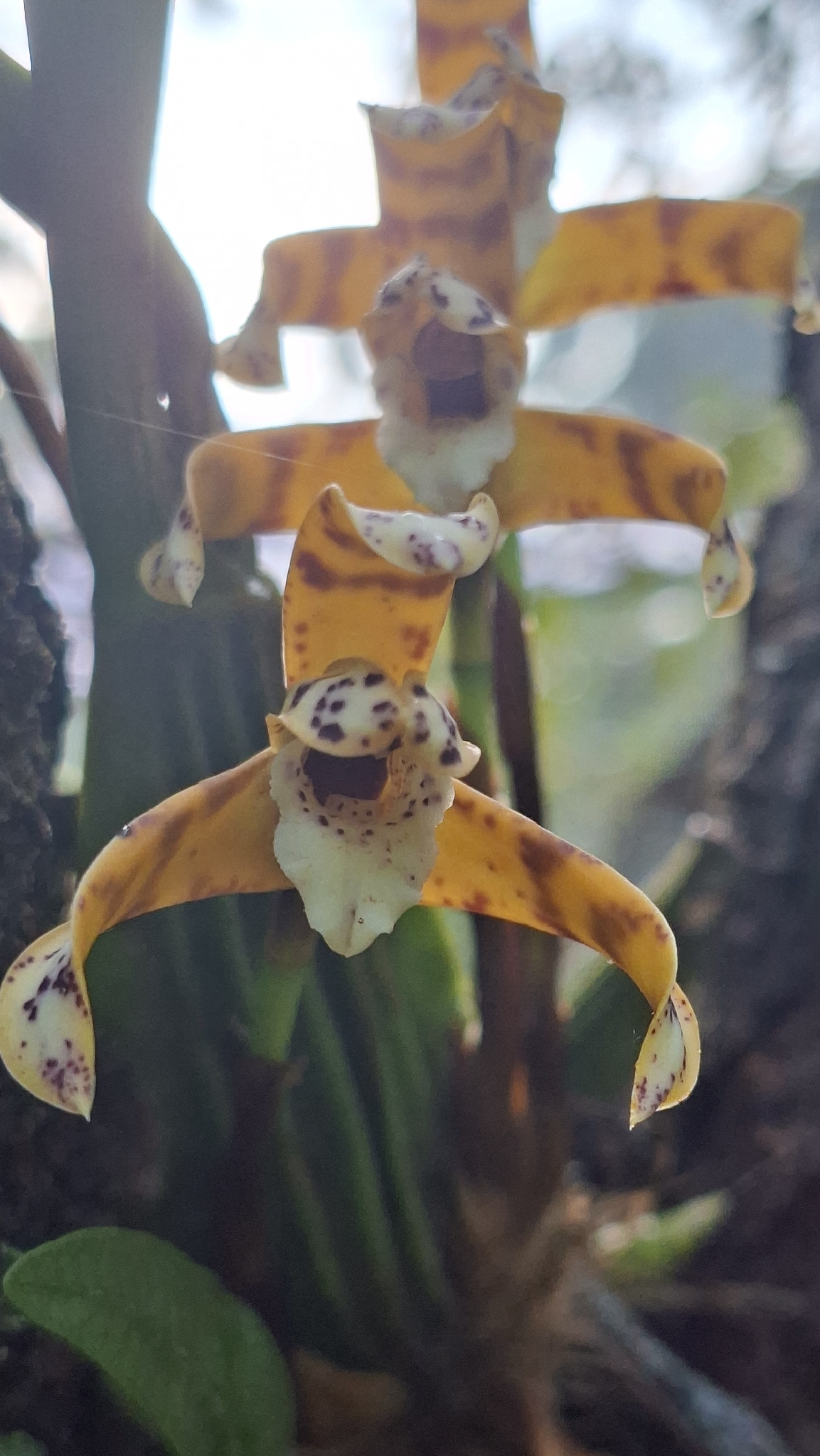 Maxillaria picta