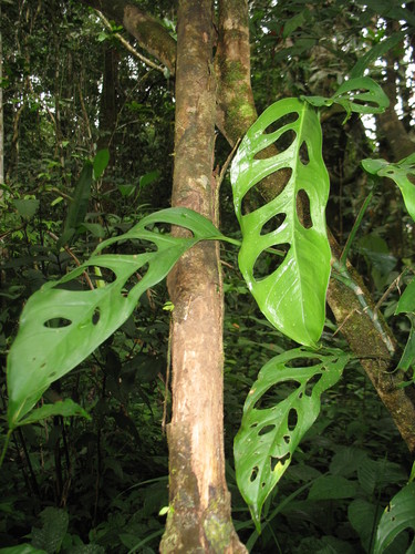 Monstera obliqua