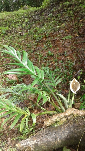 Monstera pinnatipartita