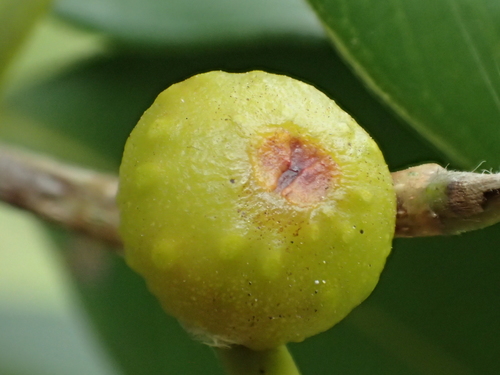 Moraceae