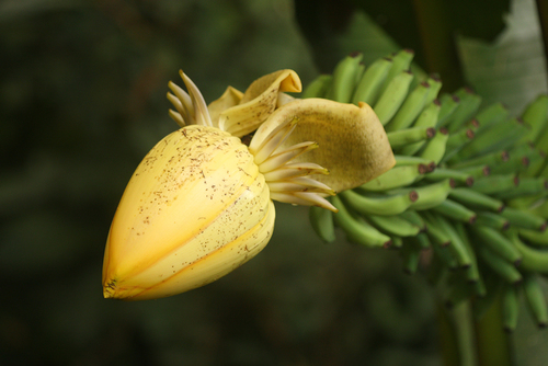 Musaceae
