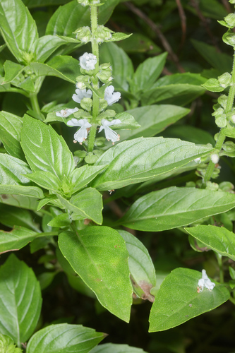 Ocimum basilicum