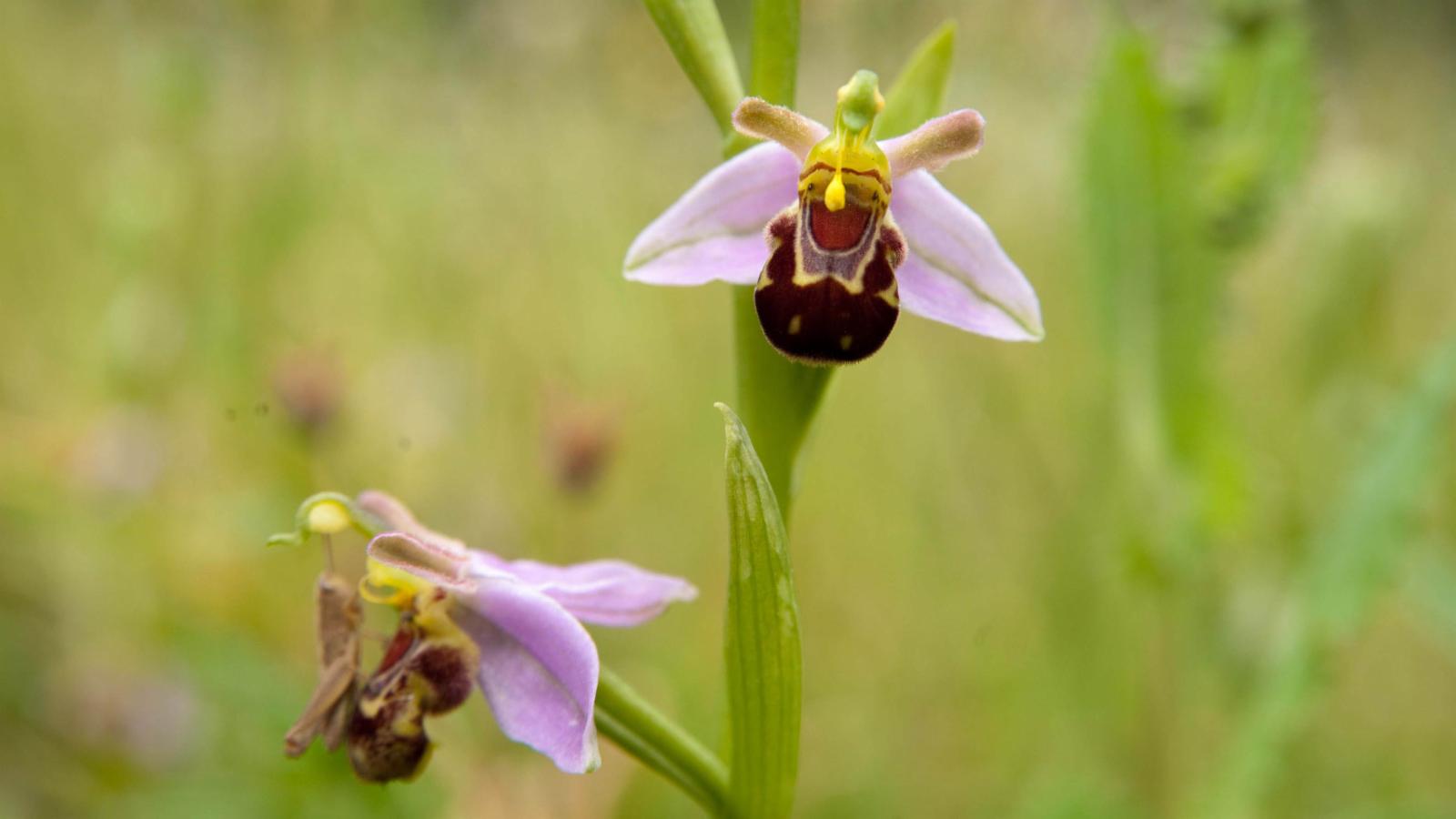Ophrys apifera