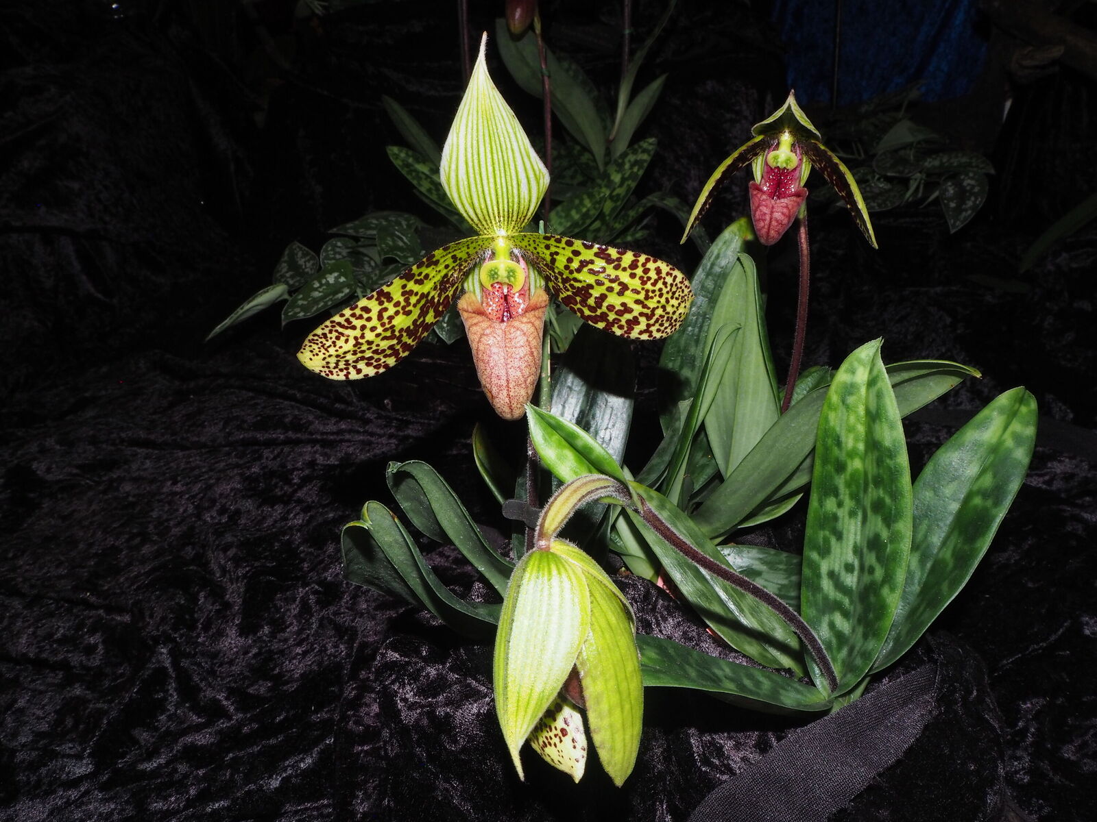 Paphiopedilum sukhakulii