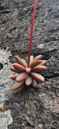 Peperomia graveolens
