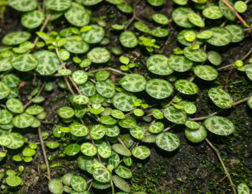 Peperomia prostrata