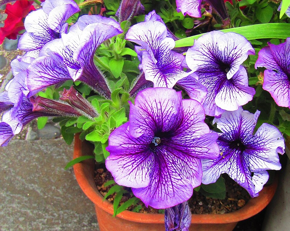Petunia x atkinsiana
