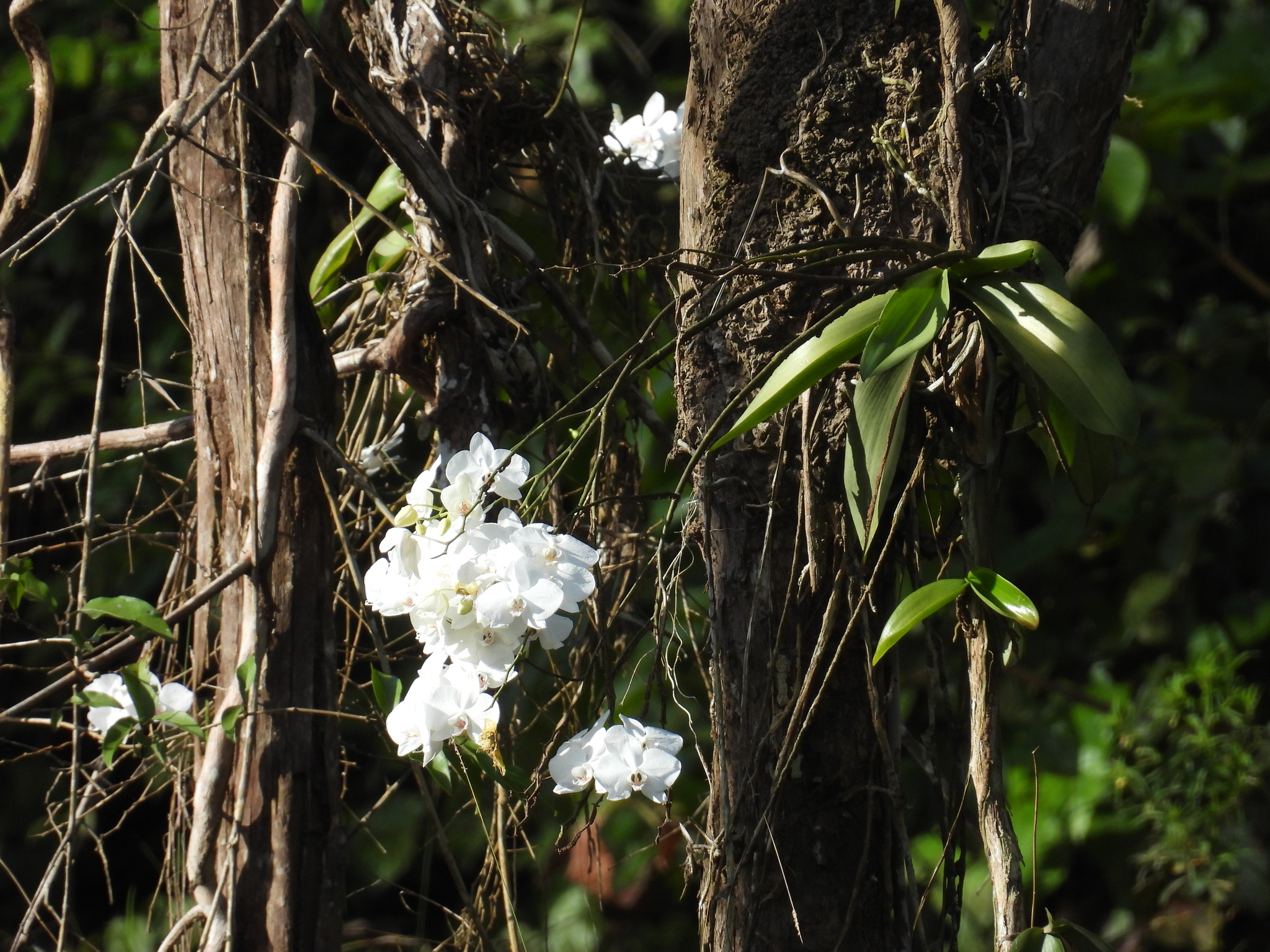 Phalaenopsis Sogo Yukidian 'V3'