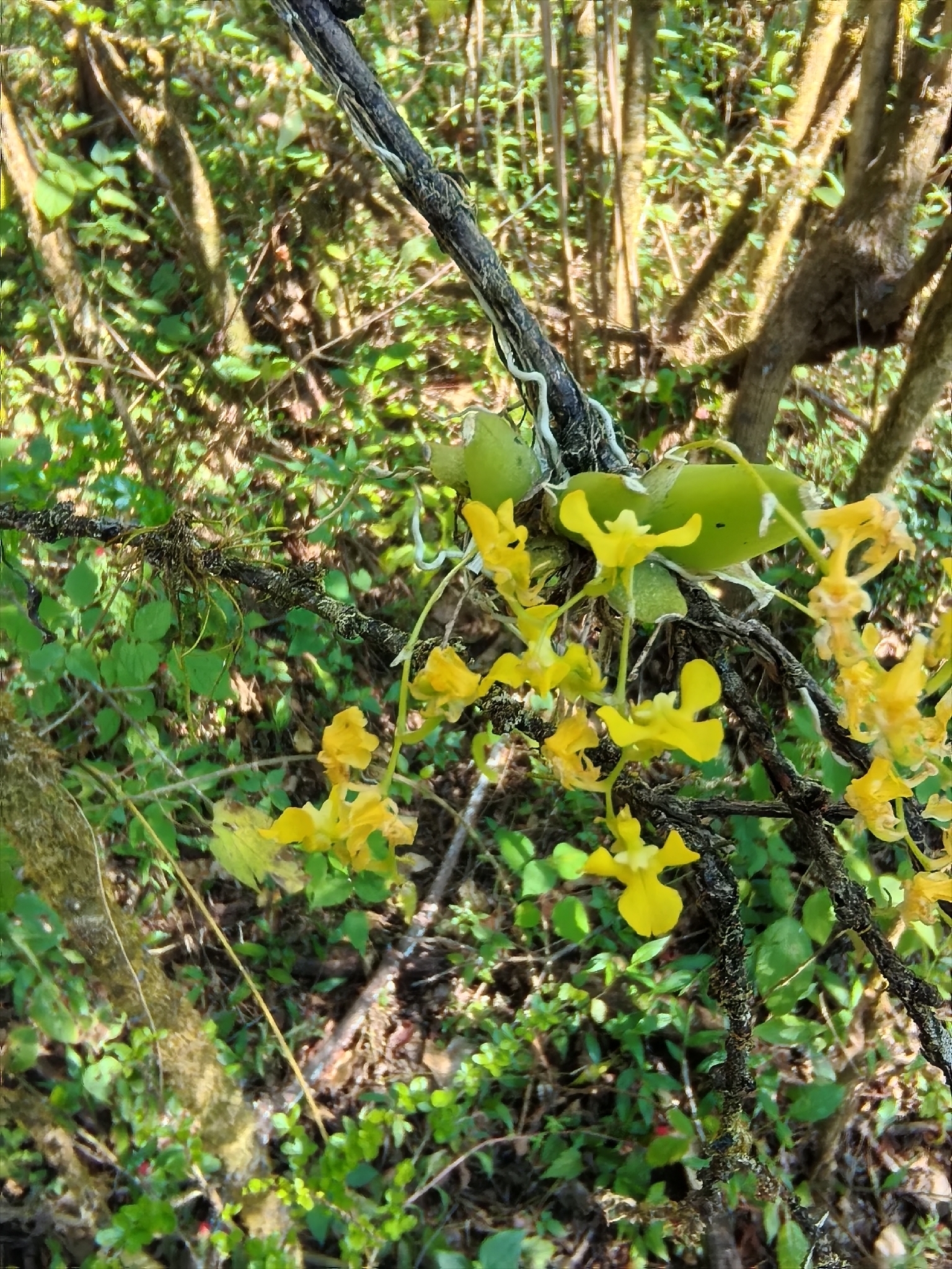 Phalaenopsis chibae × Phalaenopsis honghenensis