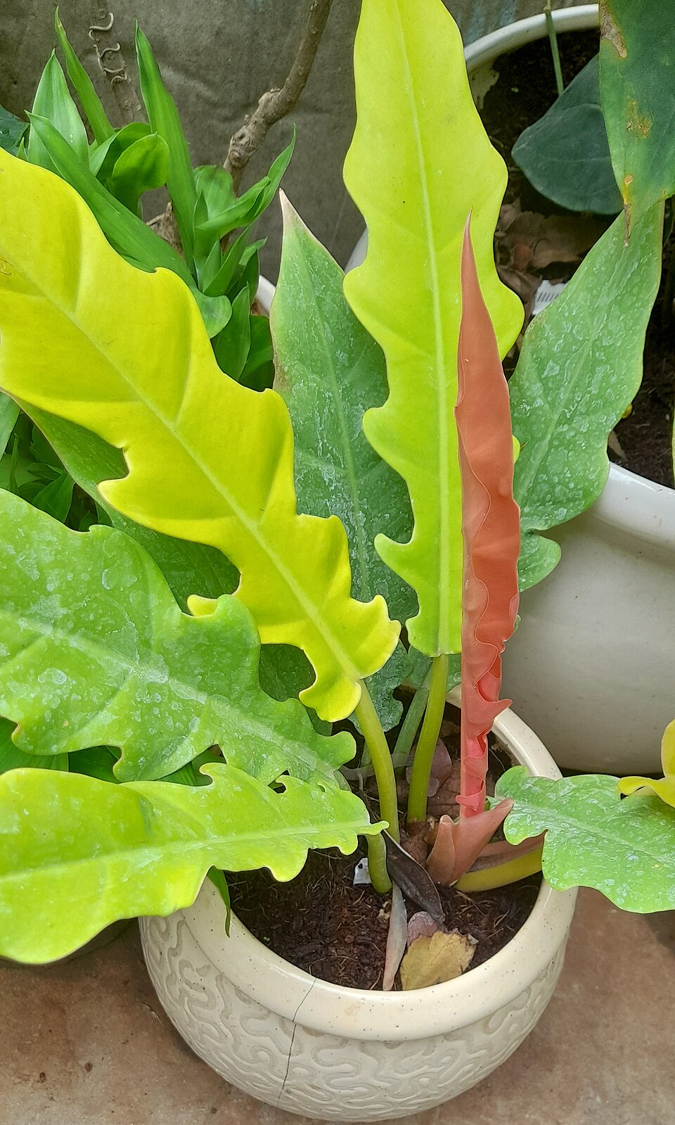 Philodendron hybrid
