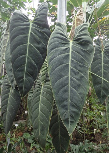 Philodendron melanochrysum