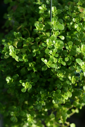 Pilea depressa