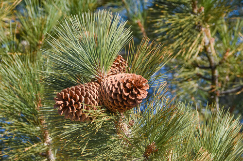 Pinus jeffreyi