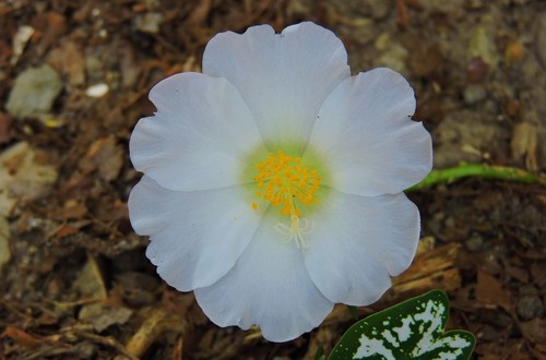 Portulacaceae