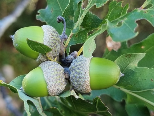 Quercus pubescens