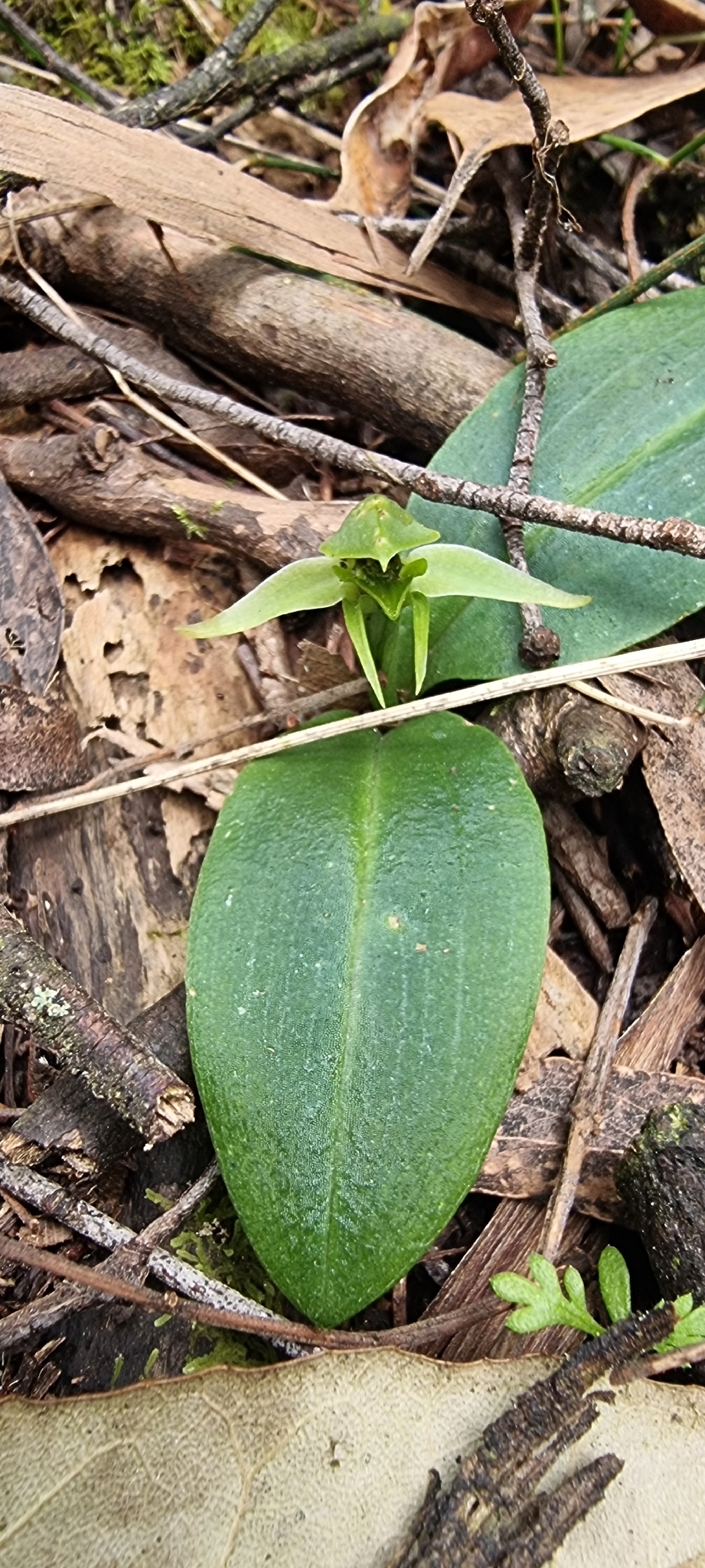 × Renantanda (Renanthera × Vanda)