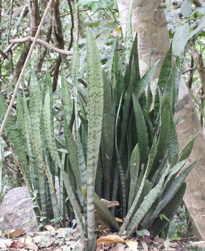 Dracaena trifasciata