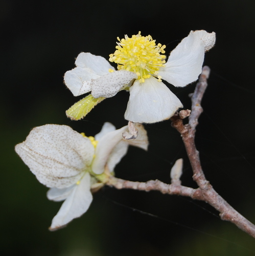 Saxifragales
