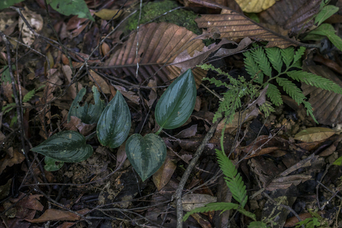 Scindapsus treubii
