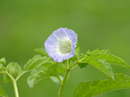 Solanoideae