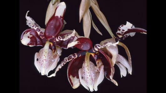 Stanhopea tigrina