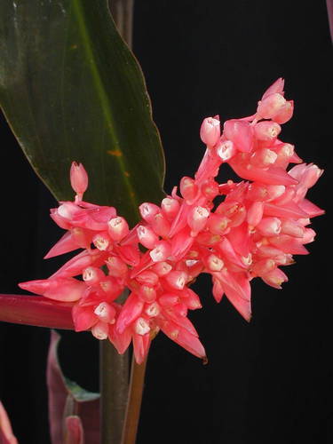 Stromanthe thalia
