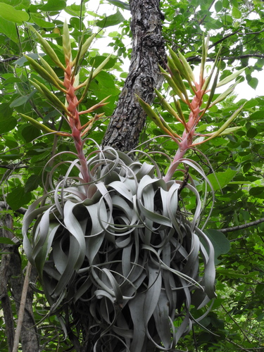 Tillandsia xerographica