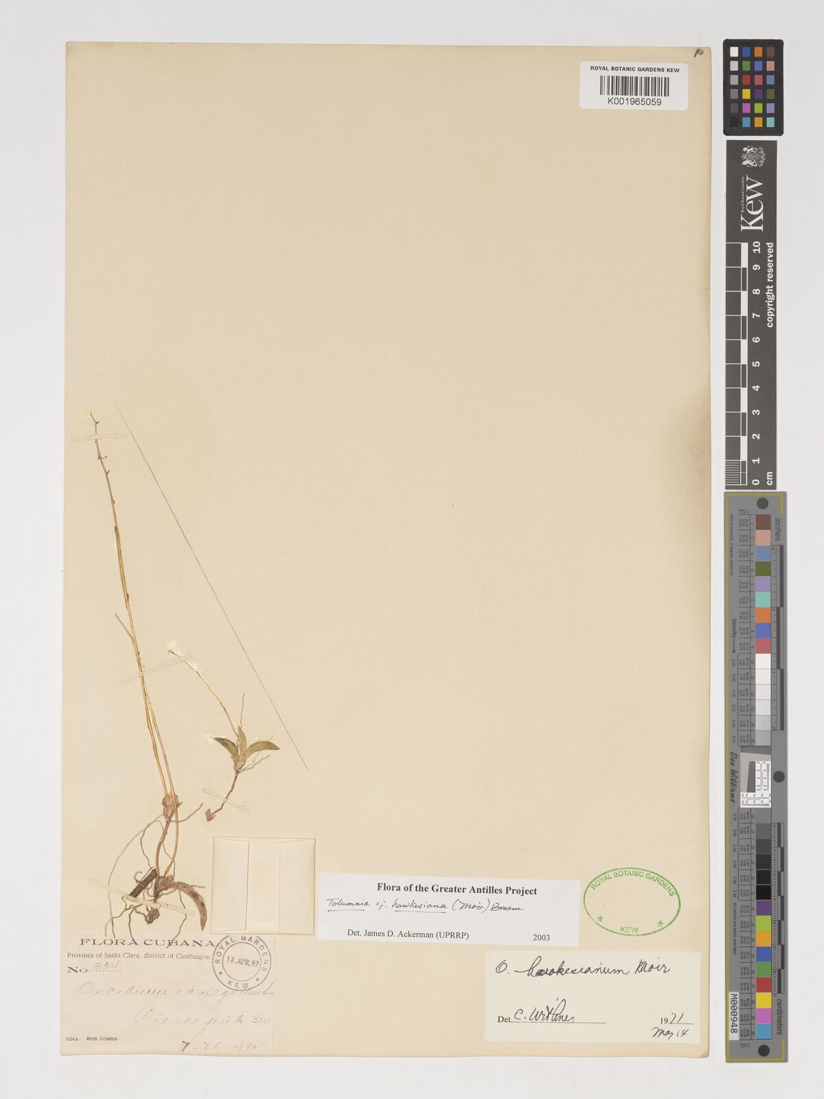 Tolumnia hawkesiana