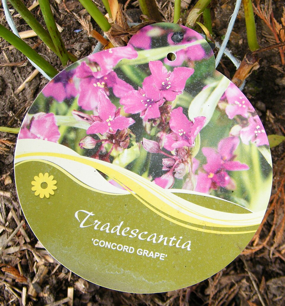 Tradescantia andersoniana