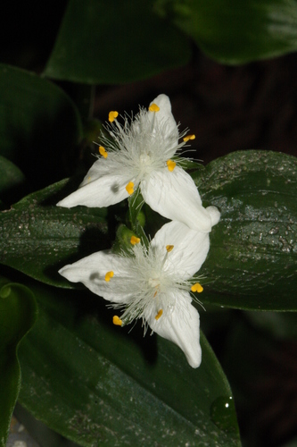 Tradescantia fluminensis