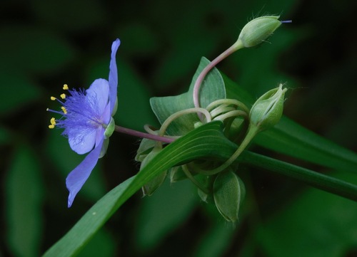 Tradescantia ohiensis
