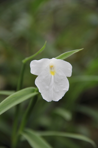 Zingiberoideae