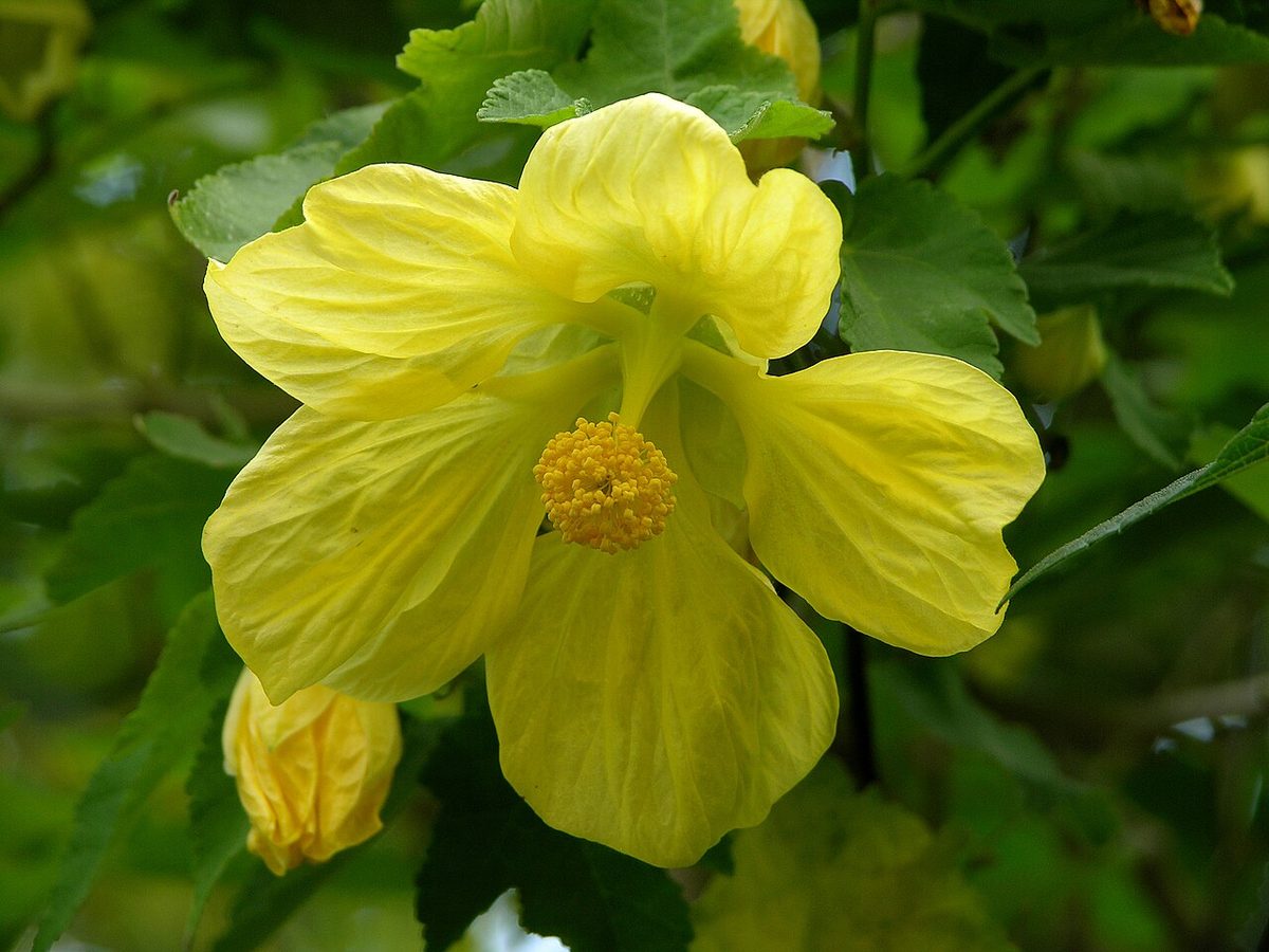 Abutilon x hybridum