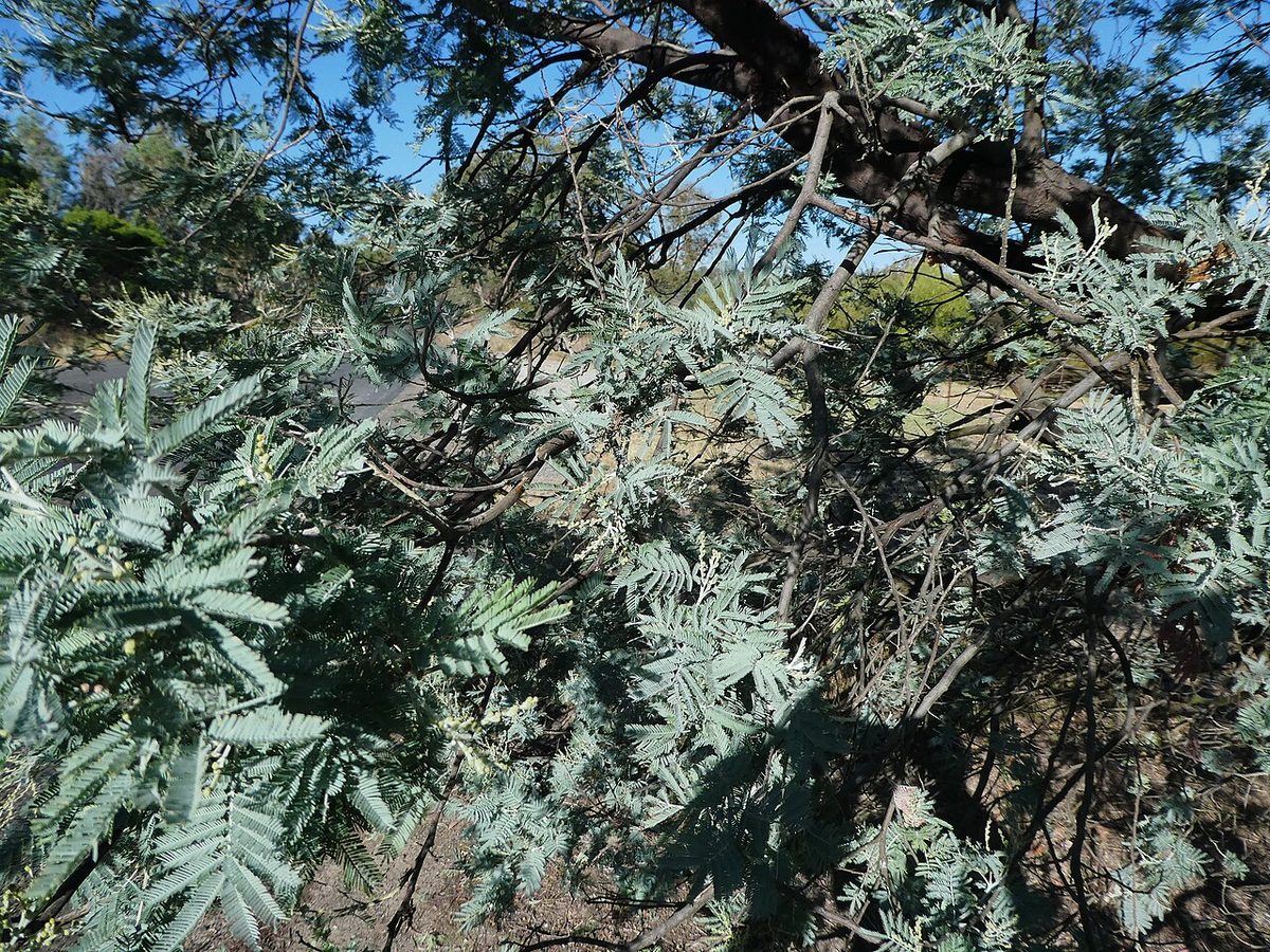 Fabaceae