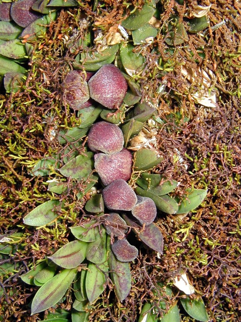 Acianthera bragae