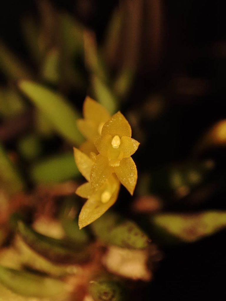 Acianthera