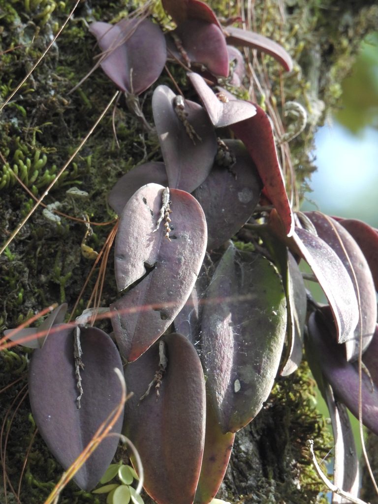 Acianthera majakoluckae