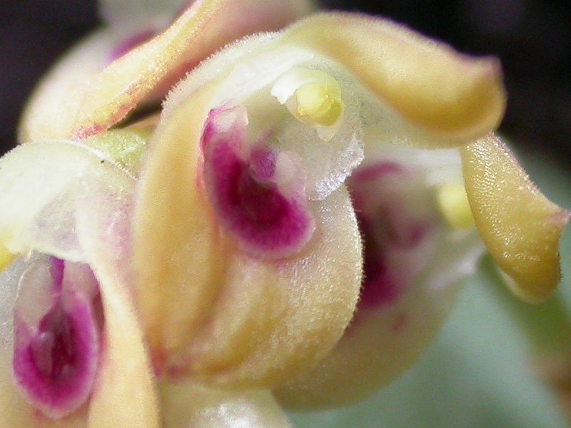 Acianthera recurva
