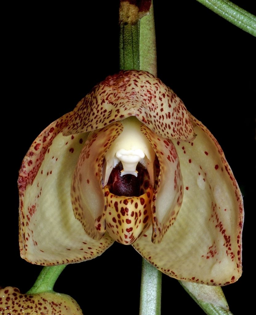 Acineta