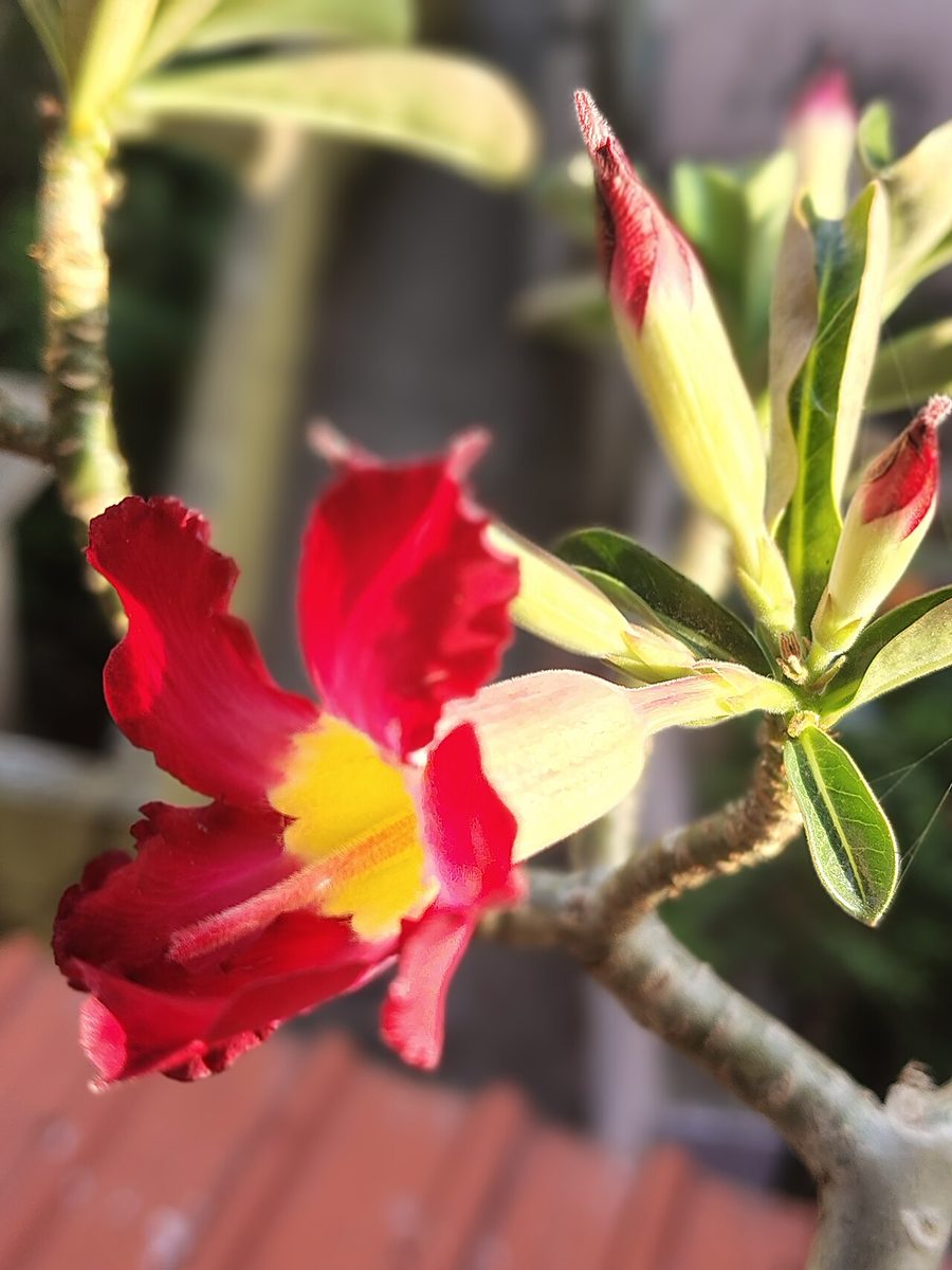 Adenium obesum (Double-flowered hybrids)