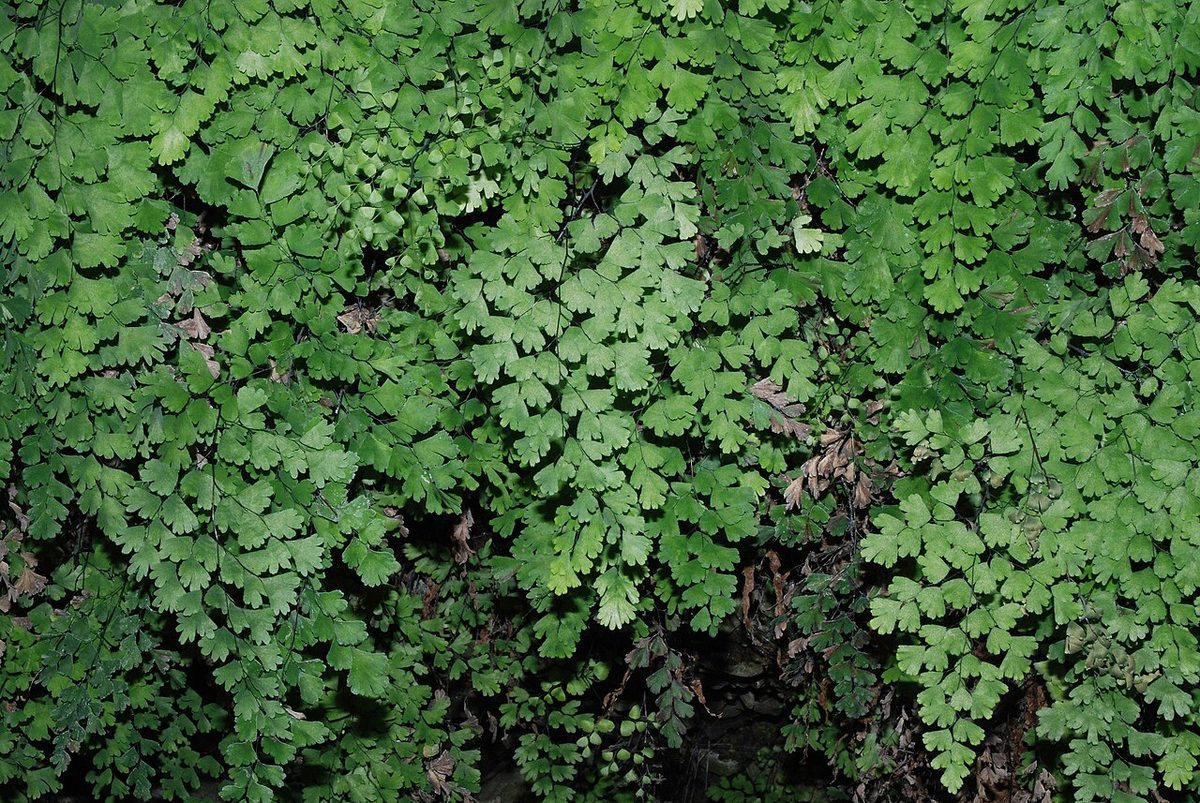 Adiantum capillus-veneris