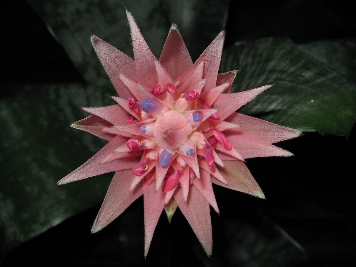 Aechmea