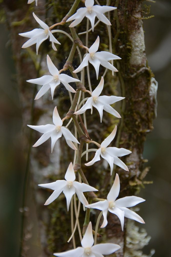 Aerangis