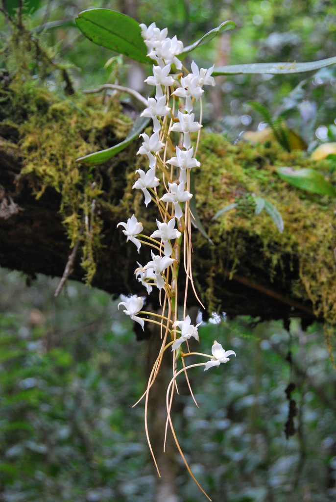 Aerangis cryptodon