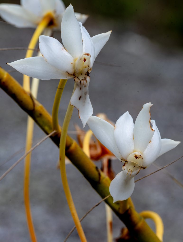 Aerangis ellisii