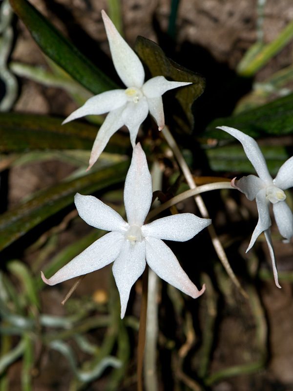 Aerangis kirkii